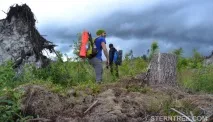 Буреломи та болота Ковальського (Легкохідний похід), SternTrek буреломи