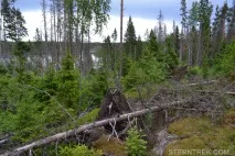 Буреломи та болота Ковальського (Легкохідний похід), SternTrek болота