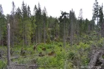 Буреломи та болота Ковальського (Легкохідний похід), SternTrek ковальського