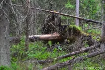 Буреломи та болота Ковальського (Легкохідний похід), SternTrek ковальського