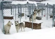 Будка для САМОЄДА будка
