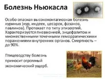 курей