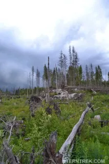 Буреломи та болота Ковальського (Легкохідний похід), SternTrek ковальського