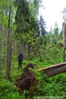 Буреломи та болота Ковальського (Легкохідний похід), SternTrek буреломи