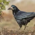 Черв’як - пошук слів за маскою та визначенням, відповіді на сканворди черв