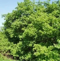 Чорнокліновий мед корисні властивості (фото) властивості