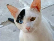 Що робити, якщо загубилася кішка My Life якщо