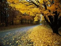Що гарного в осені, крім різнокольорового листя гарного
