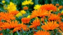 Квіти однорічники для дачі фото та назви квіти