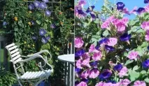 Квіти однорічники для дачі фото та назви дачі