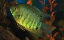 severum