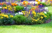 Квіти однорічники для дачі фото та назви назви