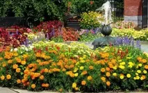 Квіти однорічники для дачі фото та назви дачі