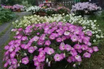 Квіти однорічники для дачі фото та назви дачі