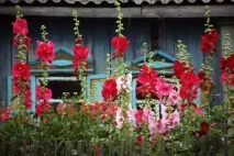 Квіти однорічники для дачі фото та назви квіти