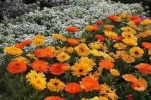Квіти однорічники для дачі фото та назви однорічники
