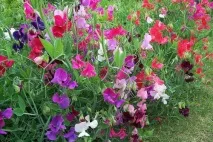 Квіти однорічники для дачі фото та назви однорічники
