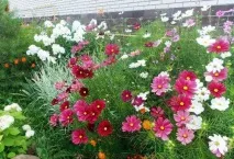 Квіти однорічники для дачі фото та назви фото