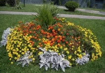 Квіти однорічники для дачі фото та назви назви
