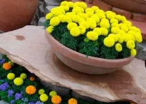 Квіти однорічники для дачі фото та назви назви
