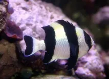 Дасцил-зебра чорнохвостий (Dascyllus melanurus), M, Помацентрові, амфіпріонові, Акваріумний dascyllus