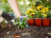 Квіти однорічники для дачі фото та назви назви
