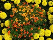 Квіти однорічники для дачі фото та назви назви