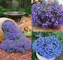 Квіти однорічники для дачі фото та назви фото