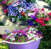 Квіти однорічники для дачі фото та назви фото
