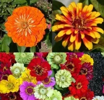 Квіти однорічники для дачі фото та назви дачі