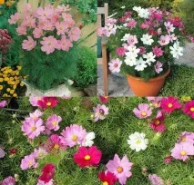 Квіти однорічники для дачі фото та назви однорічники