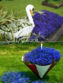Квіти однорічники для дачі фото та назви дачі