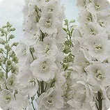 delphinium