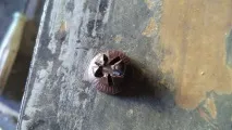 ондулін