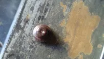 ондулін