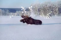 дикі
