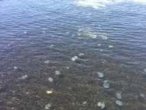 Джарилгач як відпочити на безлюдному острові в Україні ХЕРСОН безлюдному