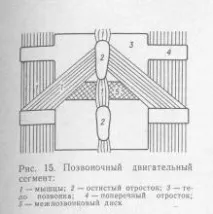 Рухи хребетного стовпа, Рефлексотерапія рефлексотерапія