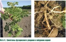 Епіфітотія фузаріозного в’янення на картоплі в Середньому Поволжі - Журнал - Картопляна система янення