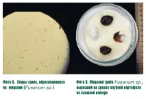 Епіфітотія фузаріозного в’янення на картоплі в Середньому Поволжі - Журнал - Картопляна система епіфітотія