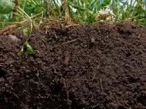 Електрична провідність ґрунту у розвитку рослин - Сіріус агро плант рослин