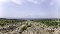 Фрукти у Вірменії фрукти