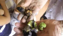 Фрукти у Вірменії Вірменії