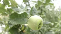 Фрукти у Вірменії фрукти