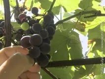 Фрукти у Вірменії фрукти
