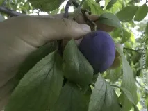 Фрукти у Вірменії Вірменії