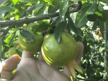 Фрукти у Вірменії фрукти