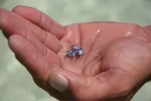 Блакитний ангел Блакитний