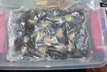 Гриндаль, живий корм для риб, простий вміст корм