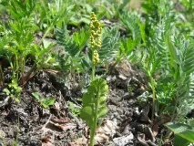 Гроздовник напівмісячний, lunaria